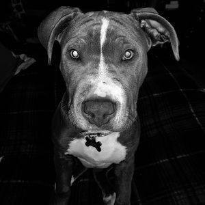 Meet your Posher, Morgan